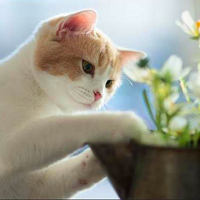 萌到心颤！超可爱小猫头像来袭 动物头像 第3张