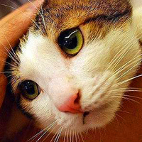 萌到心颤！超可爱小猫头像来袭 动物头像 第5张