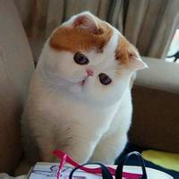 萌到心颤！超可爱小猫头像来袭 动物头像 第28张
