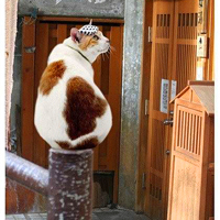 萌到心颤！超可爱小猫头像来袭 动物头像 第20张