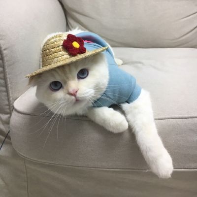 🐱超萌!可爱猫咪头像图片来袭 动物头像 第21张 🐱超萌!可爱猫咪头像图片来袭 动物头像 第21张