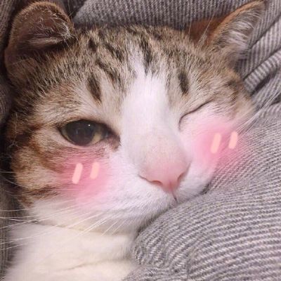 🐱超萌!可爱猫咪头像图片来袭 动物头像 第13张 🐱超萌!可爱猫咪头像图片来袭 动物头像 第13张
