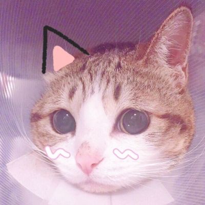 🐱超萌!可爱猫咪头像图片来袭 动物头像 第10张 🐱超萌!可爱猫咪头像图片来袭 动物头像 第10张