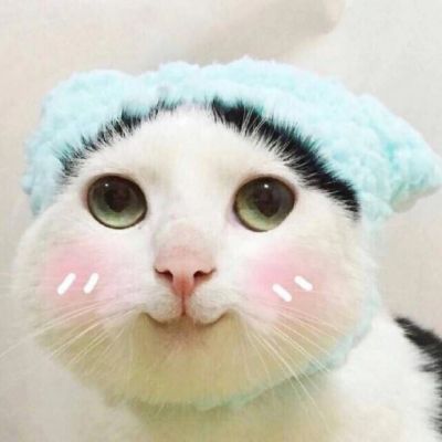 🐱超萌!可爱猫咪头像图片来袭 动物头像 第5张 🐱超萌!可爱猫咪头像图片来袭 动物头像 第5张