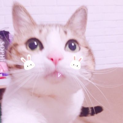 🐱超萌!可爱猫咪头像图片来袭 动物头像 第9张 🐱超萌!可爱猫咪头像图片来袭 动物头像 第9张