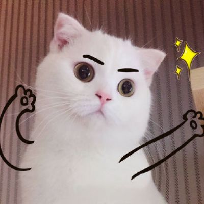 🐱超萌!可爱猫咪头像图片来袭 动物头像 第19张 🐱超萌!可爱猫咪头像图片来袭 动物头像 第19张
