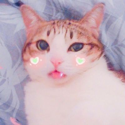 🐱超萌!可爱猫咪头像图片来袭 动物头像 第12张 🐱超萌!可爱猫咪头像图片来袭 动物头像 第12张