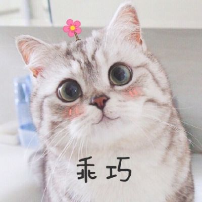 🐱超萌!可爱猫咪头像图片来袭 动物头像 第2张 🐱超萌!可爱猫咪头像图片来袭 动物头像 第2张