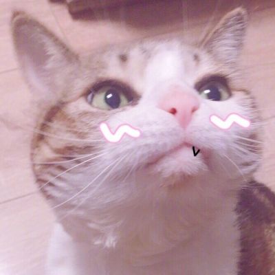 🐱超萌!可爱猫咪头像图片来袭 动物头像 第11张 🐱超萌!可爱猫咪头像图片来袭 动物头像 第11张