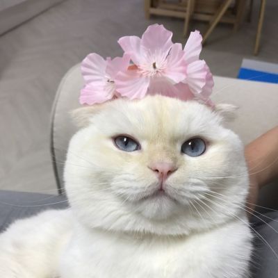 🐱超萌!可爱猫咪头像图片来袭 动物头像 第6张 🐱超萌!可爱猫咪头像图片来袭 动物头像 第6张
