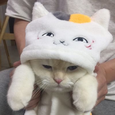 🐱超萌!可爱猫咪头像图片来袭 动物头像 第22张 🐱超萌!可爱猫咪头像图片来袭 动物头像 第22张