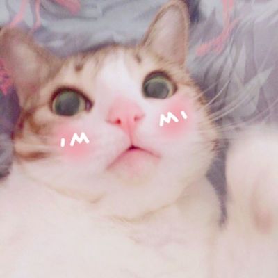 🐱超萌!可爱猫咪头像图片来袭 动物头像 第14张 🐱超萌!可爱猫咪头像图片来袭 动物头像 第14张