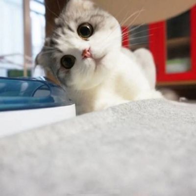 🐱超萌!可爱猫咪头像图片来袭 动物头像 第18张 🐱超萌!可爱猫咪头像图片来袭 动物头像 第18张