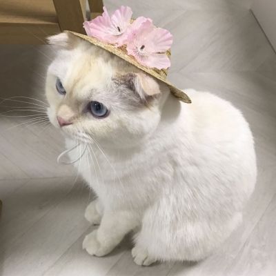 🐱超萌!可爱猫咪头像图片来袭 动物头像 第7张 🐱超萌!可爱猫咪头像图片来袭 动物头像 第7张