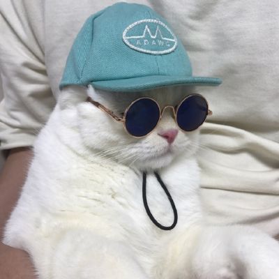 🐱超萌!可爱猫咪头像图片来袭 动物头像 第23张 🐱超萌!可爱猫咪头像图片来袭 动物头像 第23张