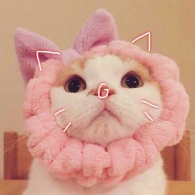 🐱超萌!可爱猫咪头像图片来袭 动物头像 第4张 🐱超萌!可爱猫咪头像图片来袭 动物头像 第4张