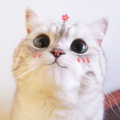🐱超萌!可爱猫咪头像图片来袭 动物头像 第1张 🐱超萌!可爱猫咪头像图片来袭 动物头像 第1张