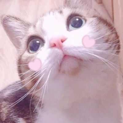 🐱超萌!可爱猫咪头像图片来袭 动物头像 第15张 🐱超萌!可爱猫咪头像图片来袭 动物头像 第15张