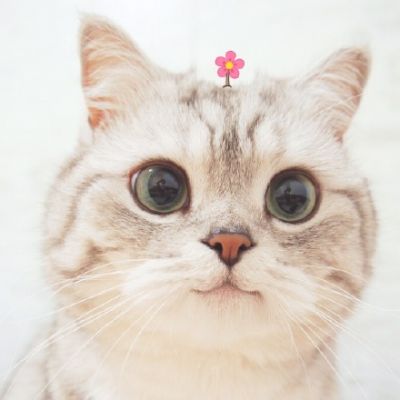 🐱超萌!可爱猫咪头像图片来袭 动物头像 第3张 🐱超萌!可爱猫咪头像图片来袭 动物头像 第3张