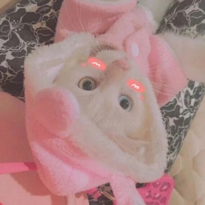🐱超萌!可爱猫咪头像图片来袭 动物头像 第17张 🐱超萌!可爱猫咪头像图片来袭 动物头像 第17张