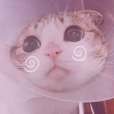 🐱超萌!可爱猫咪头像图片来袭 动物头像 第16张 🐱超萌!可爱猫咪头像图片来袭 动物头像 第16张