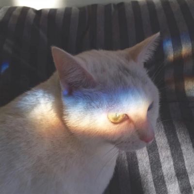 🐱超萌!可爱猫咪头像图片来袭 动物头像 第24张 🐱超萌!可爱猫咪头像图片来袭 动物头像 第24张