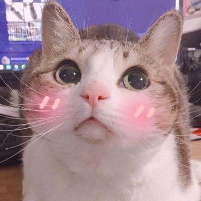 🐱超萌!可爱猫咪头像图片来袭 动物头像 第8张 🐱超萌!可爱猫咪头像图片来袭 动物头像 第8张