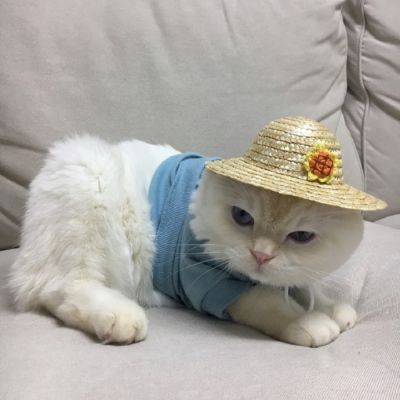 🐱超萌!可爱猫咪头像图片来袭 动物头像 第20张 🐱超萌!可爱猫咪头像图片来袭 动物头像 第20张