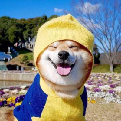 🐕萌到心化!狗狗头像图片大全 动物头像 第13张 🐕萌到心化!狗狗头像图片大全 动物头像 第13张