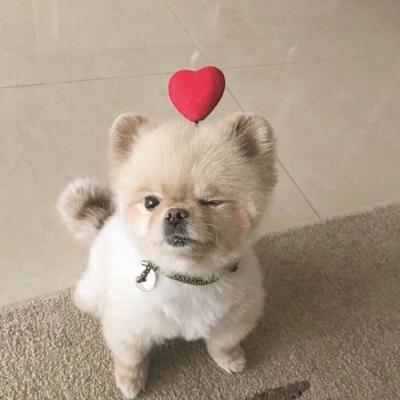 🐕萌到心化!狗狗头像图片大全 动物头像 第12张 🐕萌到心化!狗狗头像图片大全 动物头像 第12张