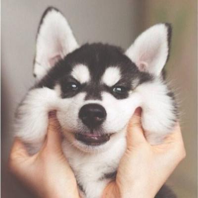 🐕萌到心化!狗狗头像图片大全 动物头像 第1张 🐕萌到心化!狗狗头像图片大全 动物头像 第1张