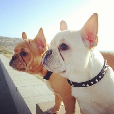 🐕萌到心化!狗狗头像图片大全 动物头像 第5张 🐕萌到心化!狗狗头像图片大全 动物头像 第5张