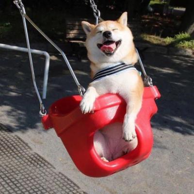 🐕萌到心化!狗狗头像图片大全 动物头像 第21张 🐕萌到心化!狗狗头像图片大全 动物头像 第21张