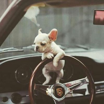 🐕萌到心化!狗狗头像图片大全 动物头像 第18张 🐕萌到心化!狗狗头像图片大全 动物头像 第18张