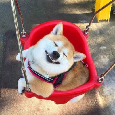 🐕萌到心化!狗狗头像图片大全 动物头像 第3张 🐕萌到心化!狗狗头像图片大全 动物头像 第3张