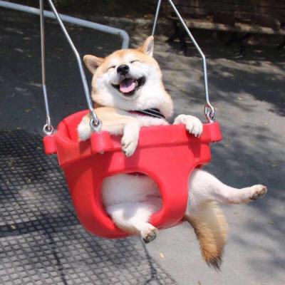 🐕萌到心化!狗狗头像图片大全 动物头像 第15张 🐕萌到心化!狗狗头像图片大全 动物头像 第15张