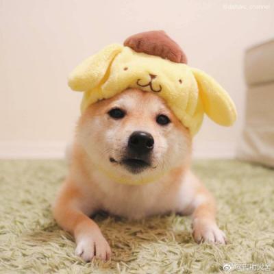 🐕萌到心化!狗狗头像图片大全 动物头像 第10张 🐕萌到心化!狗狗头像图片大全 动物头像 第10张