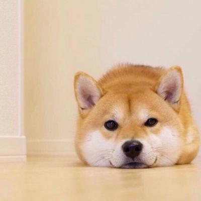 🐕萌到心化!狗狗头像图片大全 动物头像 第20张 🐕萌到心化!狗狗头像图片大全 动物头像 第20张