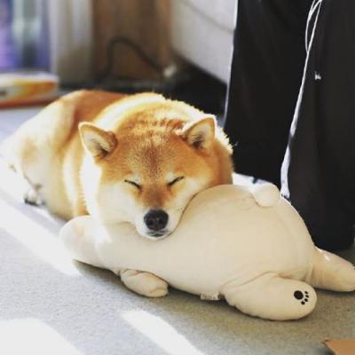 🐕萌到心化!狗狗头像图片大全 动物头像 第8张 🐕萌到心化!狗狗头像图片大全 动物头像 第8张