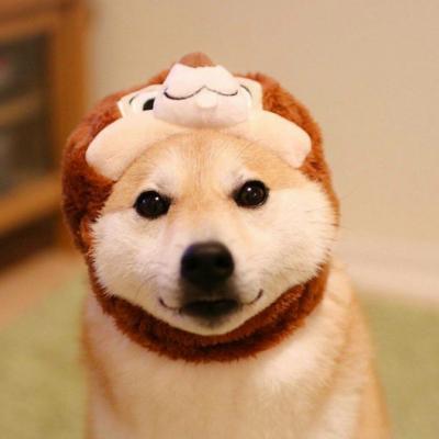 🐕萌到心化!狗狗头像图片大全 动物头像 第2张 🐕萌到心化!狗狗头像图片大全 动物头像 第2张