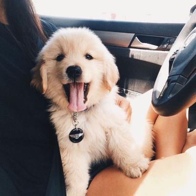 🐕萌到心化!狗狗头像图片大全 动物头像 第11张 🐕萌到心化!狗狗头像图片大全 动物头像 第11张
