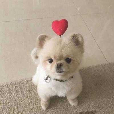 🐕萌到心化!狗狗头像图片大全 动物头像 第17张 🐕萌到心化!狗狗头像图片大全 动物头像 第17张