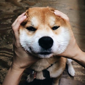 🐾2025超火爆的宠物头像图片来袭! 动物头像 第6张 🐾2025超火爆的宠物头像图片来袭! 动物头像 第6张