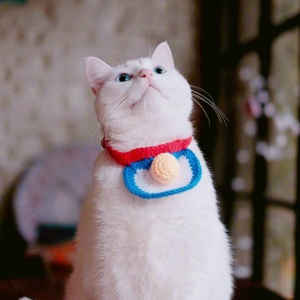🐾2025超火爆的宠物头像图片来袭! 动物头像 第15张 🐾2025超火爆的宠物头像图片来袭! 动物头像 第15张