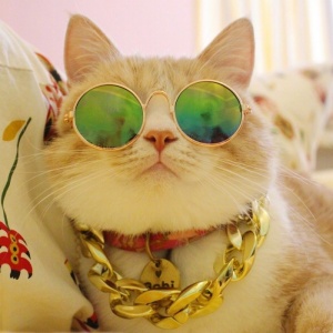 🐾2025超火爆的宠物头像图片来袭! 动物头像 第18张 🐾2025超火爆的宠物头像图片来袭! 动物头像 第18张