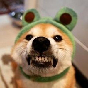 🐾2025超火爆的宠物头像图片来袭! 动物头像 第28张 🐾2025超火爆的宠物头像图片来袭! 动物头像 第28张