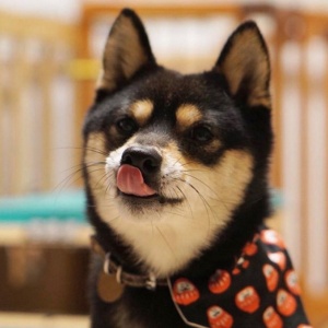 🐾2025超火爆的宠物头像图片来袭! 动物头像 第12张 🐾2025超火爆的宠物头像图片来袭! 动物头像 第12张