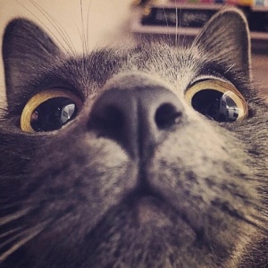 🐾2025超火爆的宠物头像图片来袭! 动物头像 第21张 🐾2025超火爆的宠物头像图片来袭! 动物头像 第21张