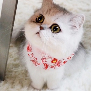 🐾2025超火爆的宠物头像图片来袭! 动物头像 第34张 🐾2025超火爆的宠物头像图片来袭! 动物头像 第34张