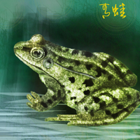 真实青蛙头像图片来袭，细节满满 动物头像 第5张